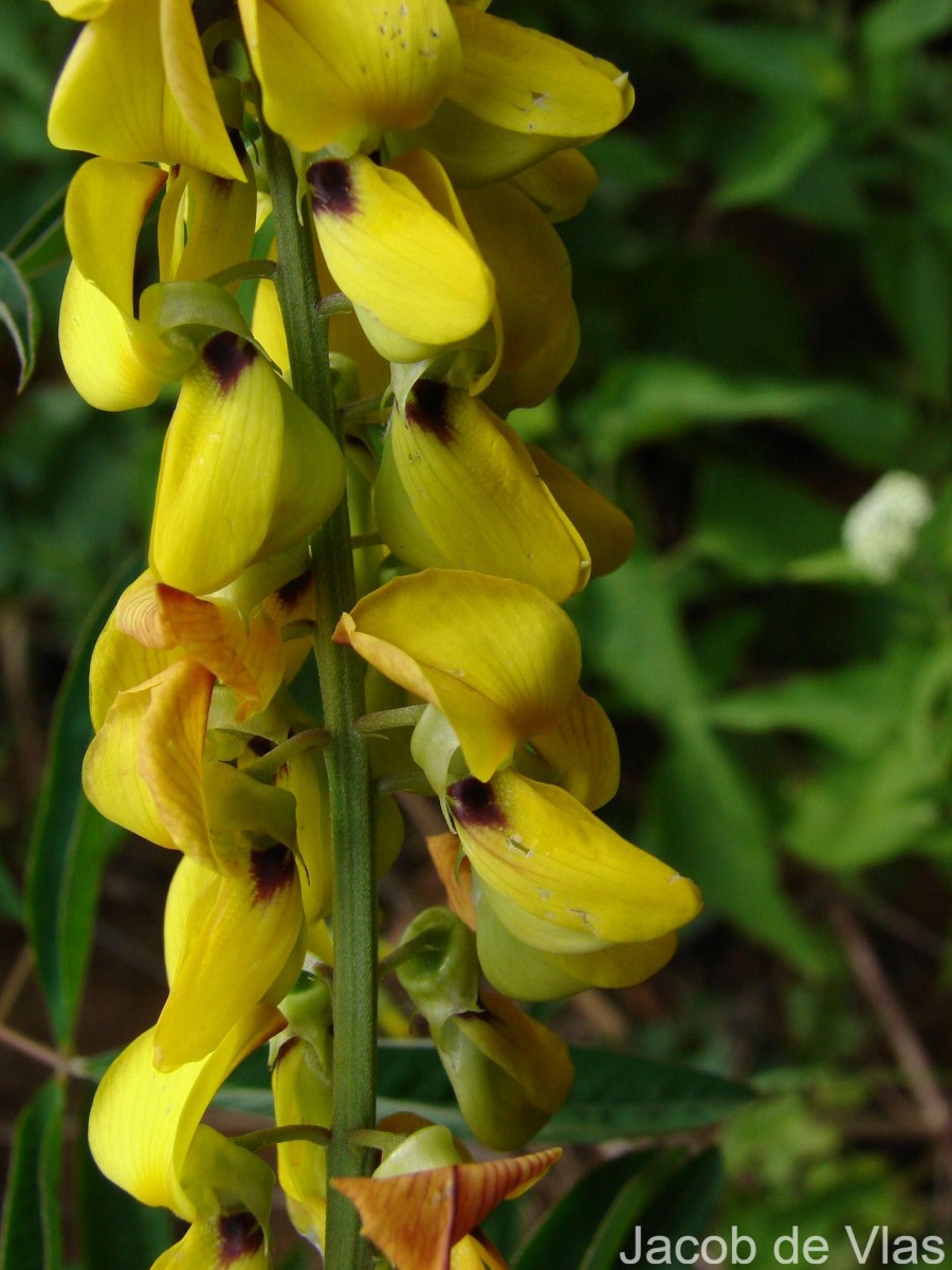 Crotalaria trichotoma Bojer